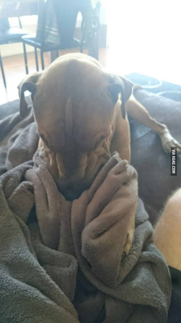 Our dog bites her blanket like this for ages anyone else dog do this 9GAG