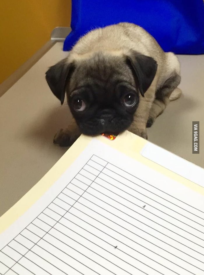 Helping at the vet - 9GAG