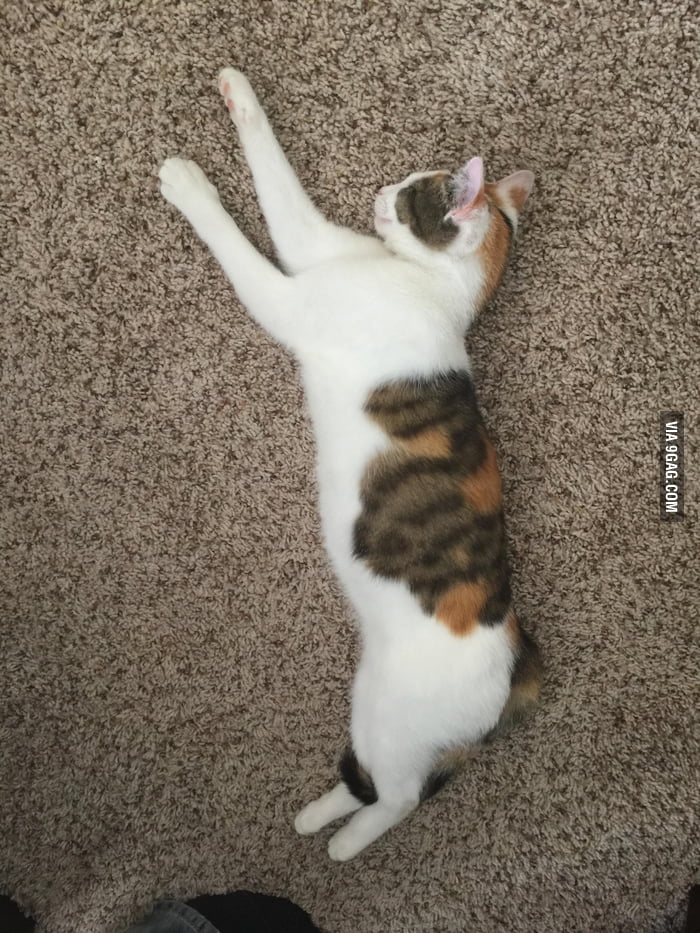 Apparently I now have a cat... - 9GAG