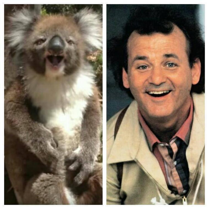 animals-that-look-like-celebrities-a-koala-and-bill-murray-in-what