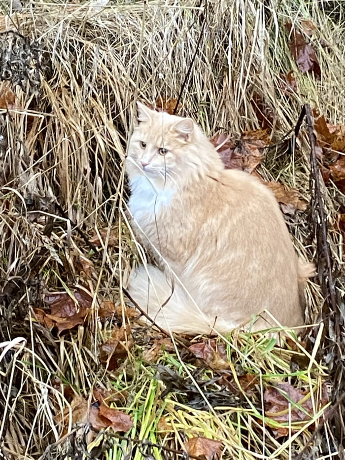 Saw This Fluffy But On My Walk Gag