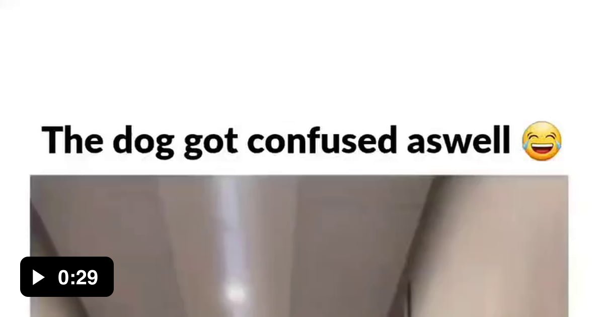 Poor dog. Watch it till end. 9GAG