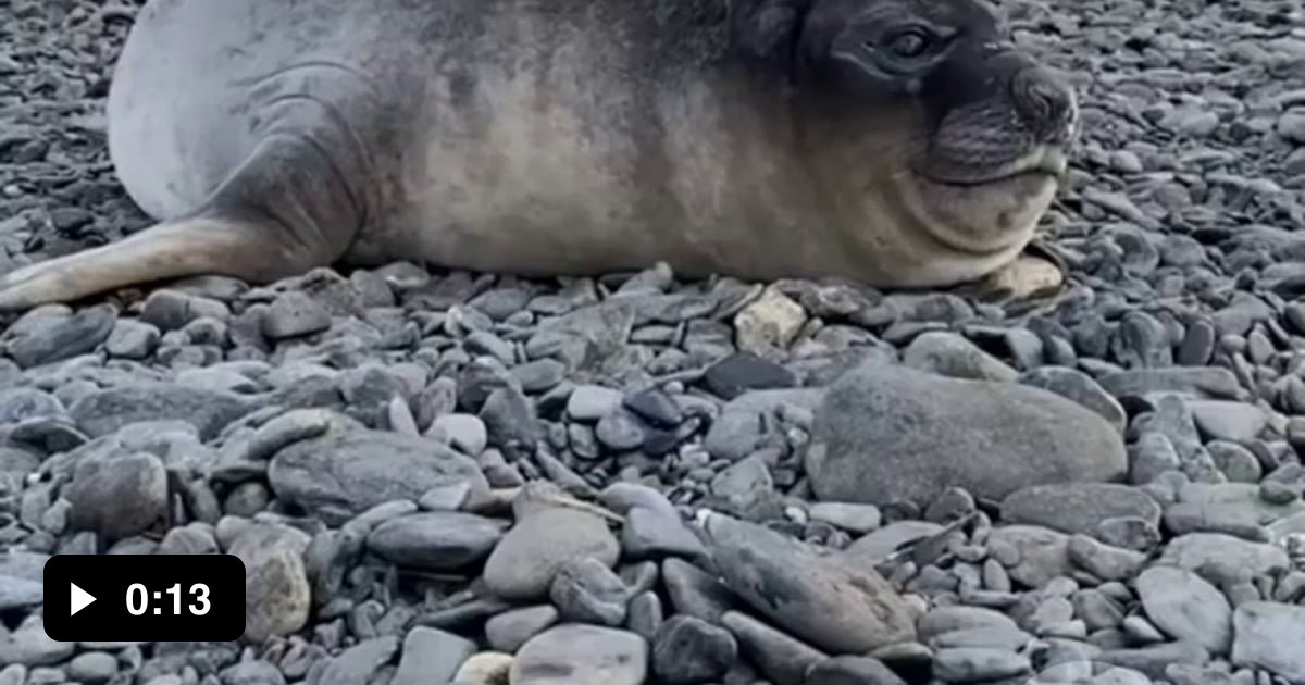 Just some seals sneezing 9GAG
