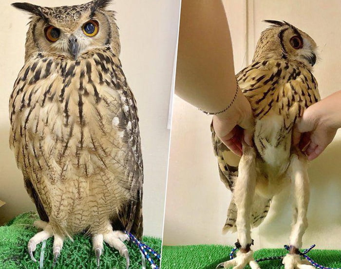 Owls have long skinny legs under their fluff! 9GAG