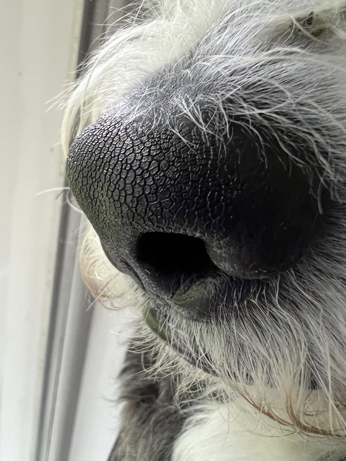 Dog noses are awesome 9GAG