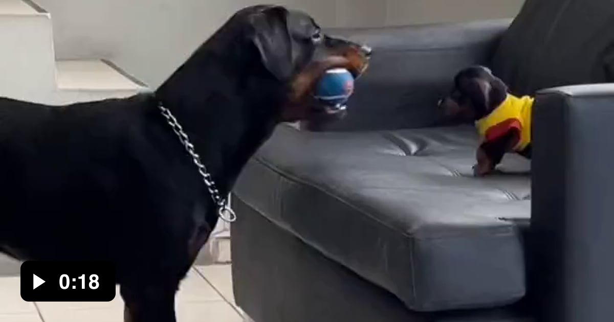 Seriously young! This is the best toy in the world! 9GAG