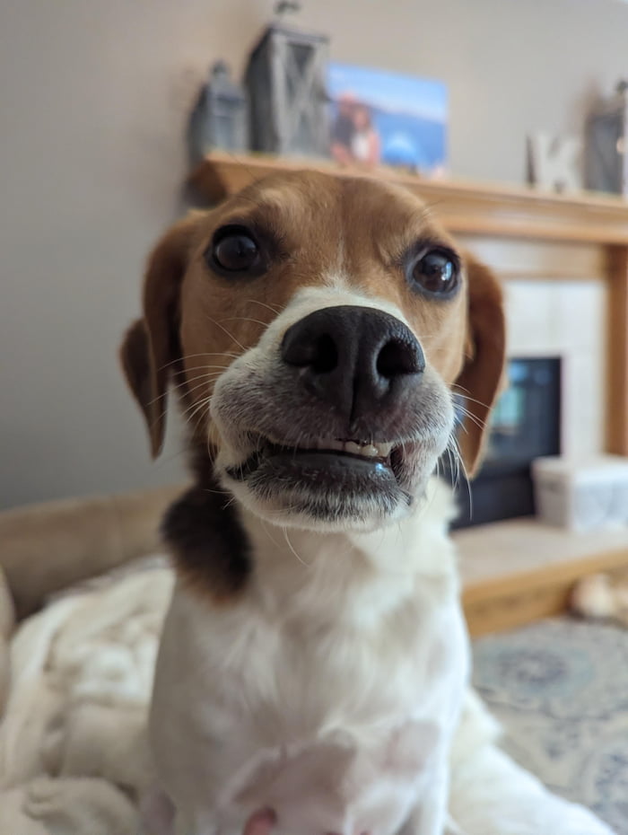 Sometimes Chewie's lips get stuck on his teeth and he just sits there