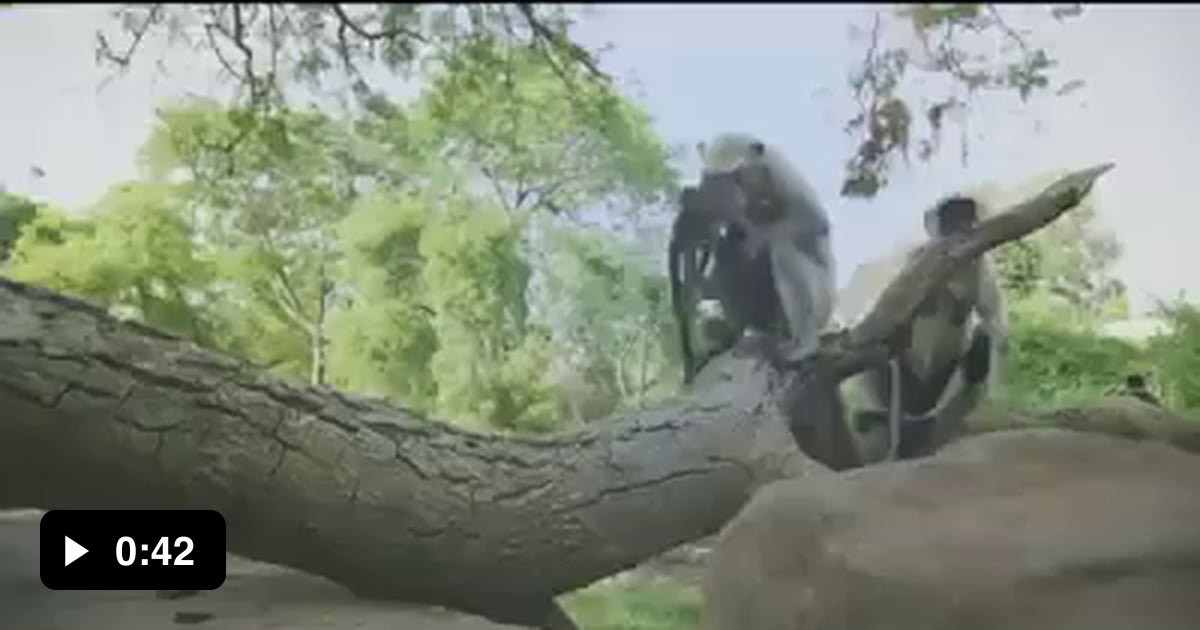 Monkeys mourn a robot baby monkey - 9GAG