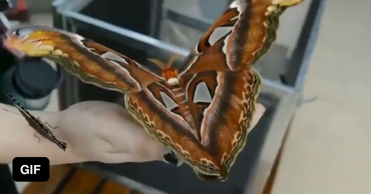 Attacus atlas, the Atlas moth, is a large saturniid moth endemic to the ...