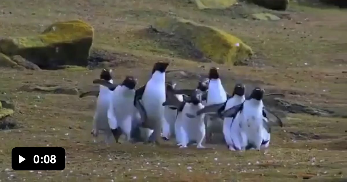 Penguins chasing a butterfly - 9GAG