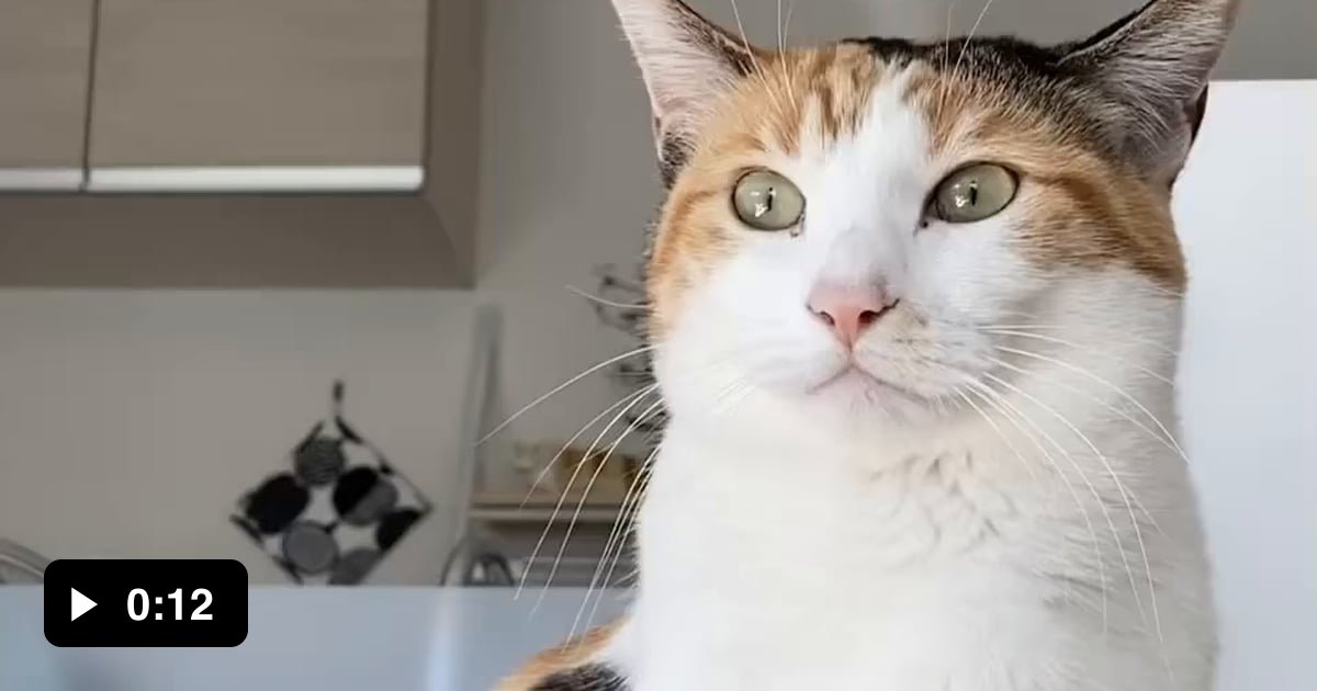 My cat trying to understand why i wont feed her every 10 minutes 9GAG