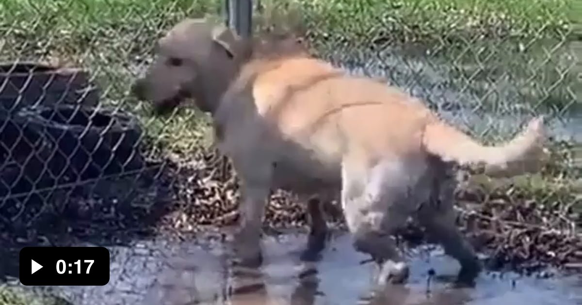 Doggo Butt Spin Race Living Room