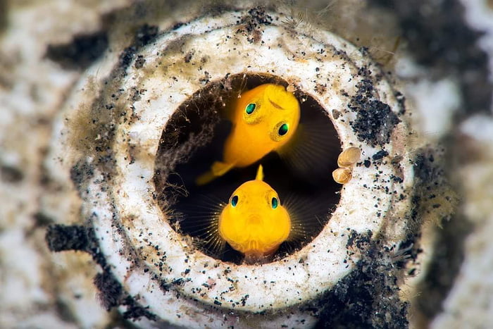 toothpaste-tube-buddies-i-ve-photographed-yellow-pygmy-gobies-many
