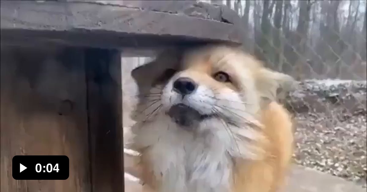 Fox reacts to getting his snoot booped - 9GAG