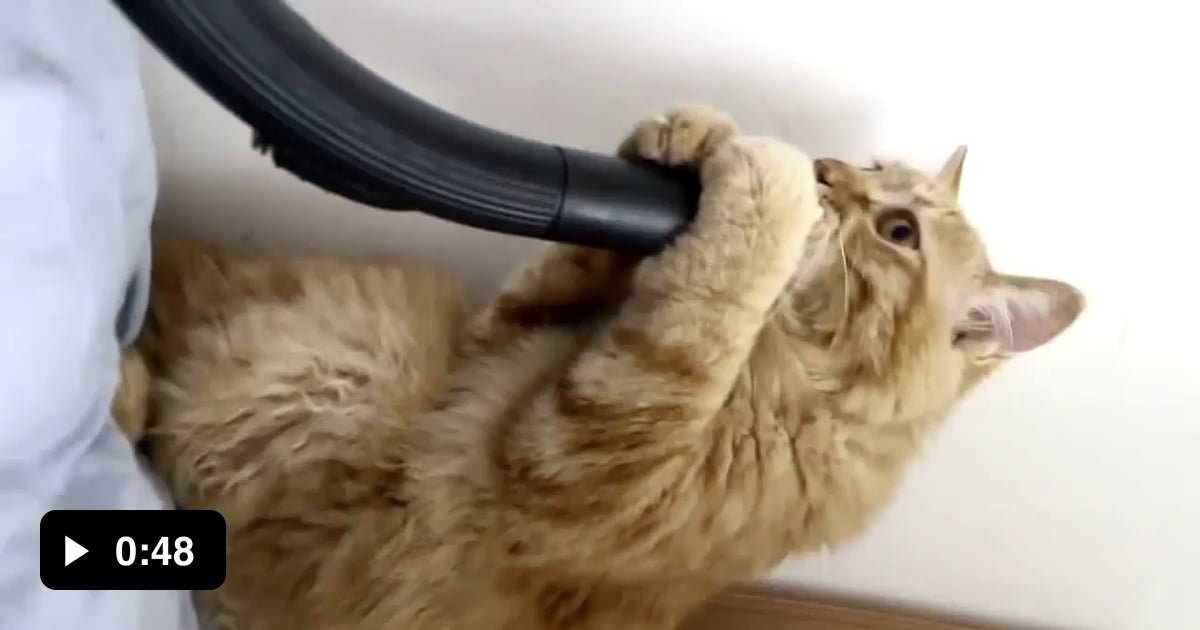 Cat derp vs vacuum 9GAG