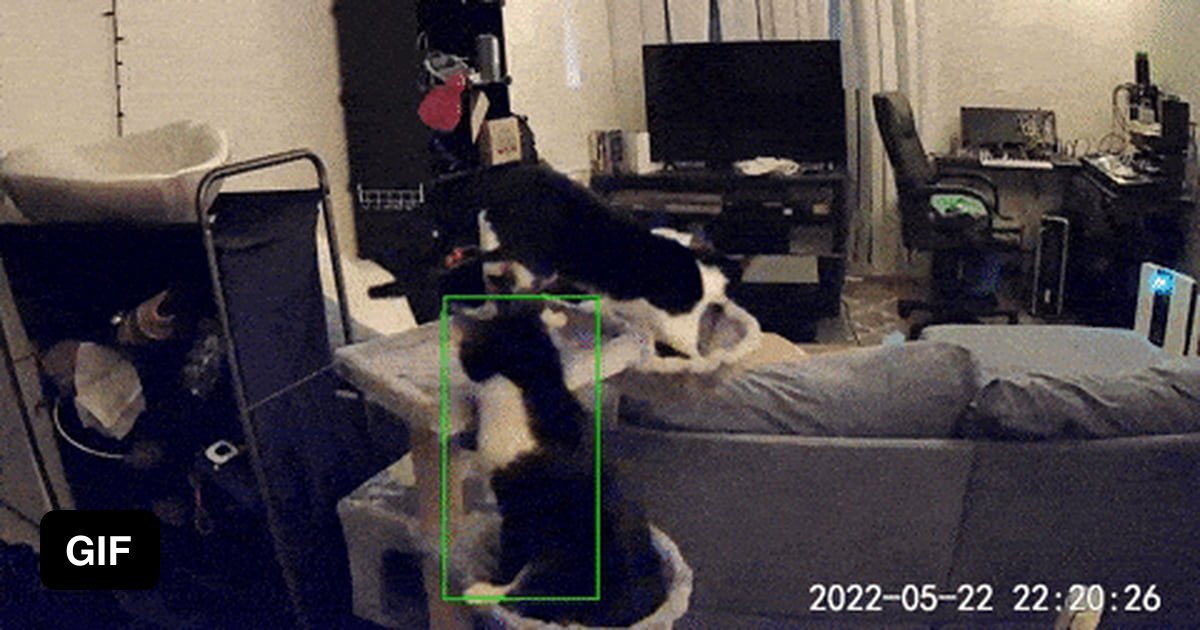 Who knew that all it takes to get a cat out of a tree is another cat