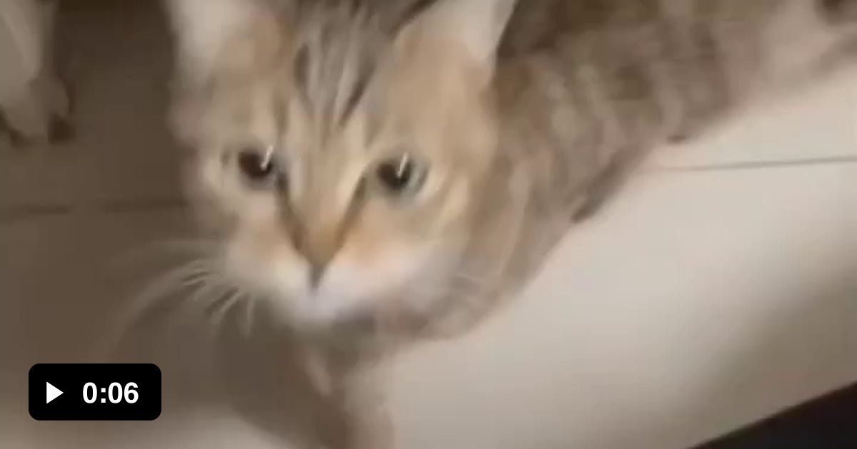 POV your cat returns after committing several war crimes. 9GAG