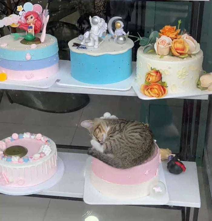 Meow-cake - 9GAG