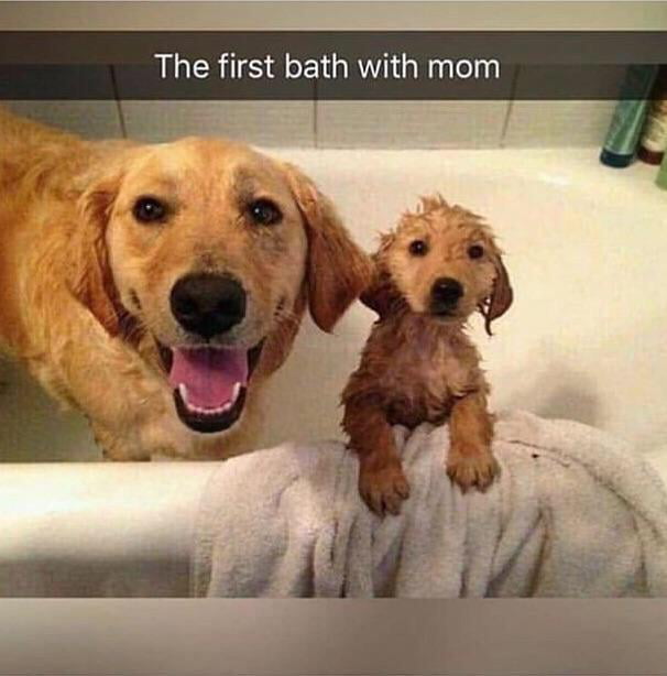 A proud mom and her pup - 9GAG