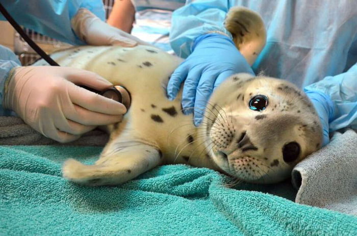 seal-getting-a-checkup-9gag