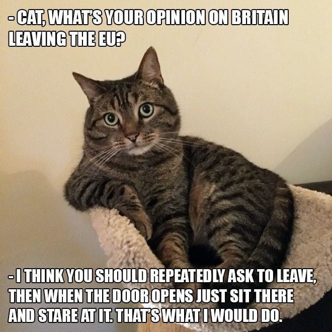 Brexit is cat shit - 9GAG