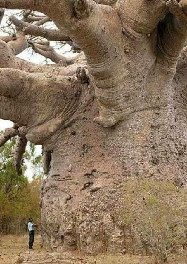 A Tanzanian Baobab Tree That S 6000 Years Old 9GAG   AmBQNBj 700b 