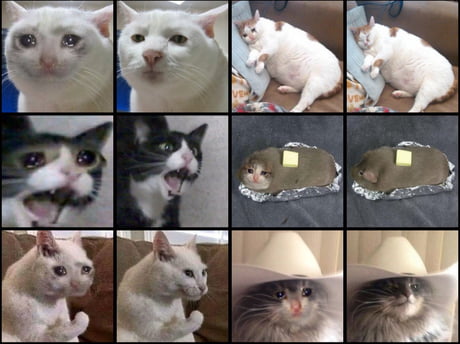Funny Photoshop Cat Memes Funny Photoshop Cat Memes