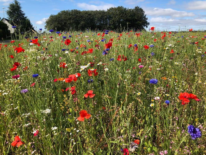 In Denmark (Fyn, Herrested/Ravnholt), a farmer chose to plant 12km of ...