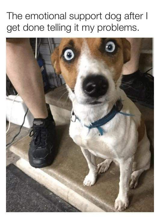 That dog soup was delicious 9GAG