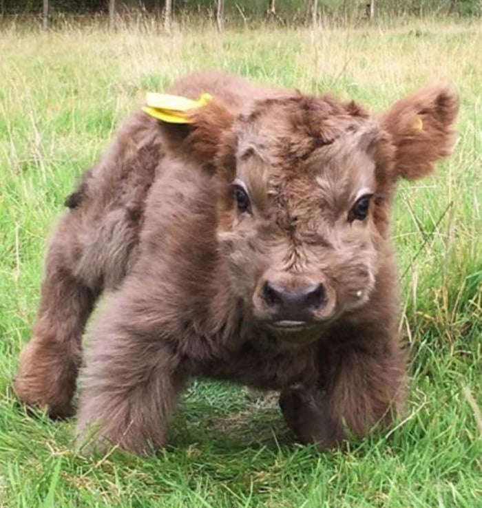 highland calf