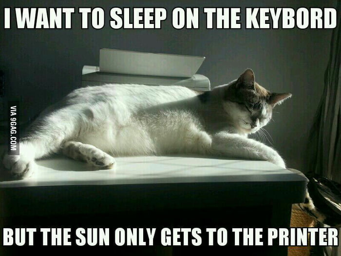 1st World Cat Problems - 9GAG