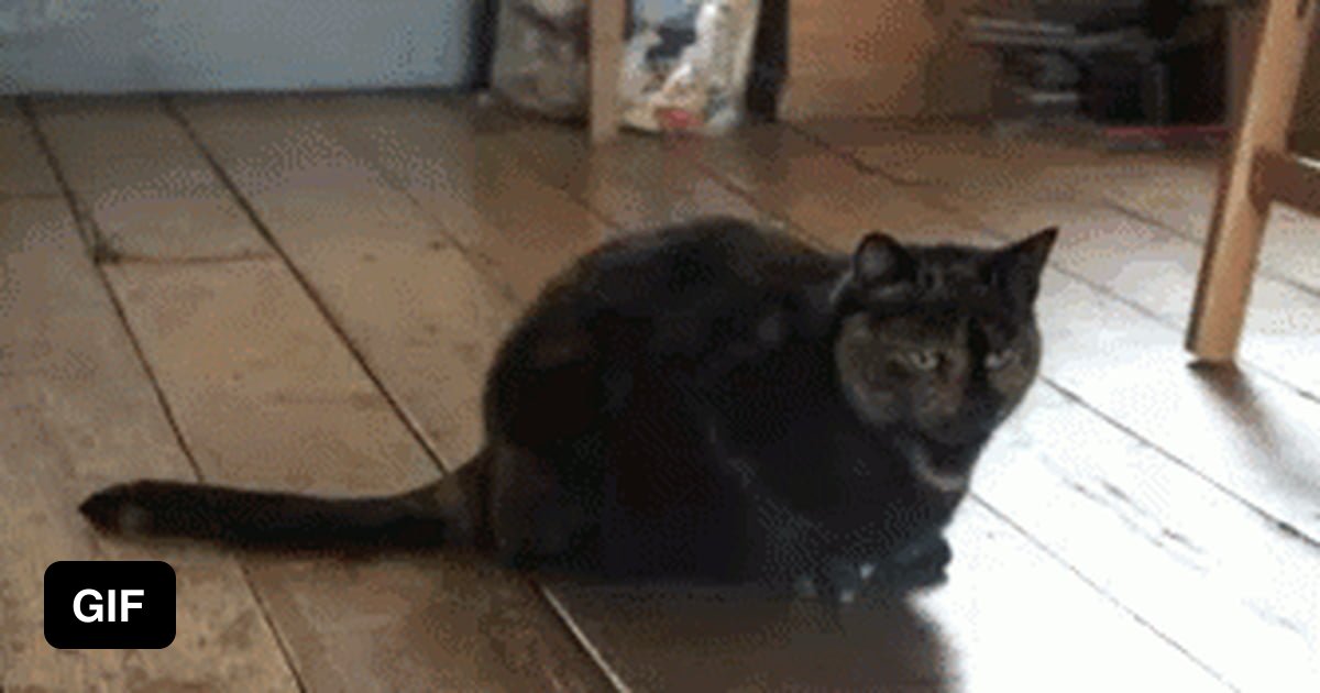 Normal cats shake their butt when they’re about to pounce on something