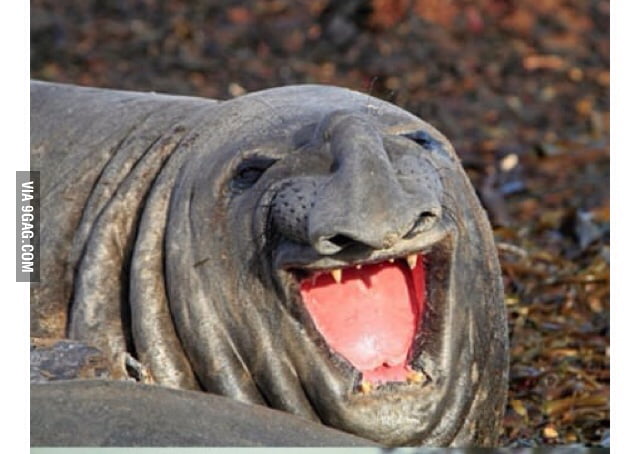 Just A Laughing Seal 9gag