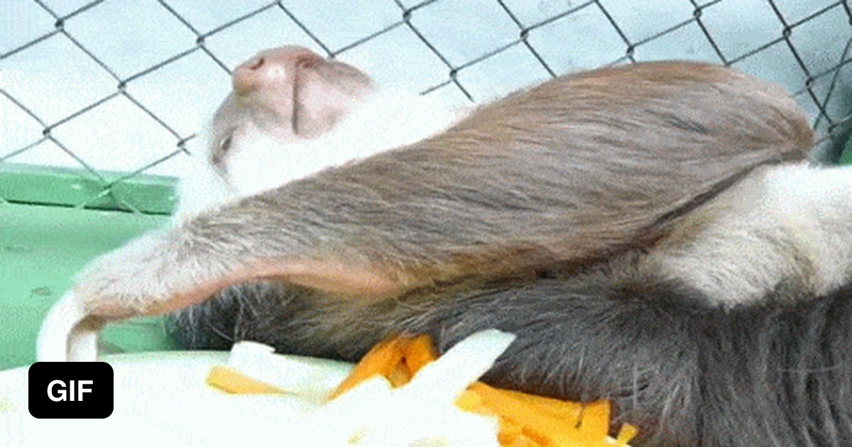 Sloth rejects celery, life 9GAG