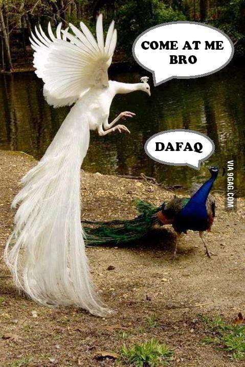 Fabulous fight - 9GAG