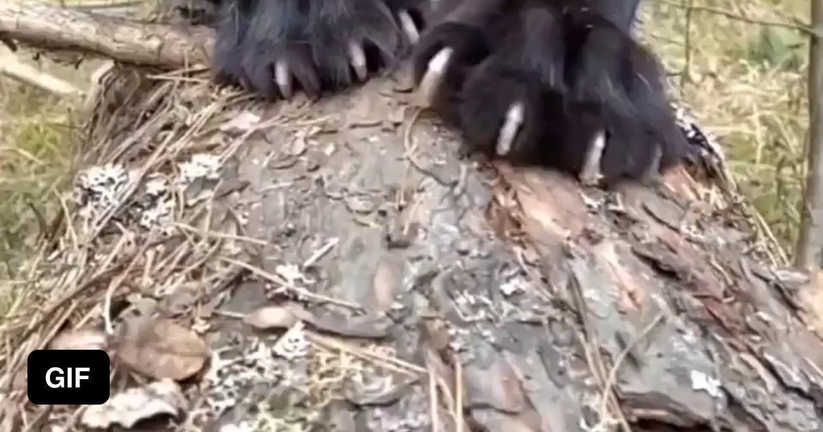 black panther caught prowling french rooftops