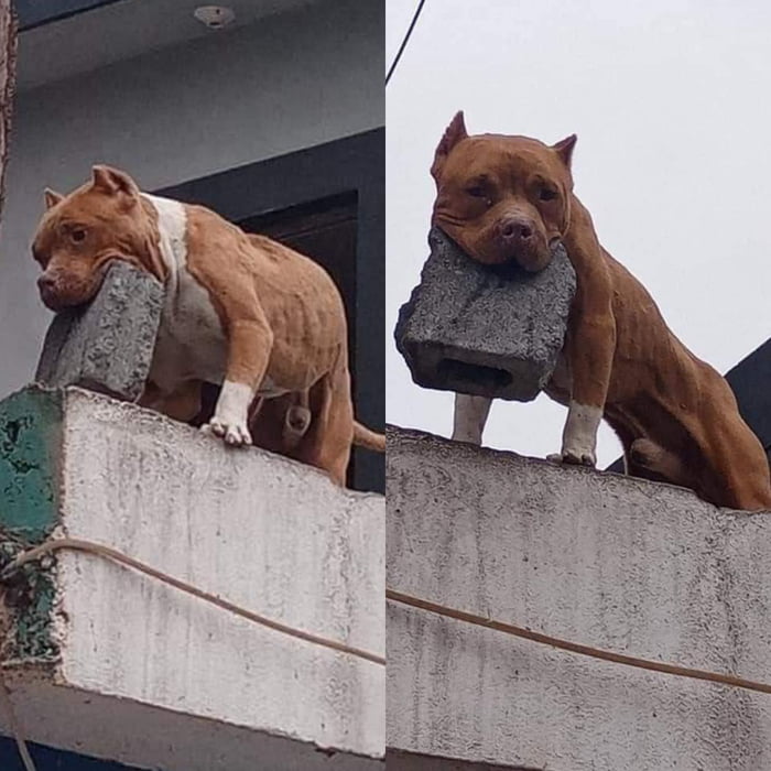 Does your dog bite? Nah, he just throws bricks at people. 9GAG