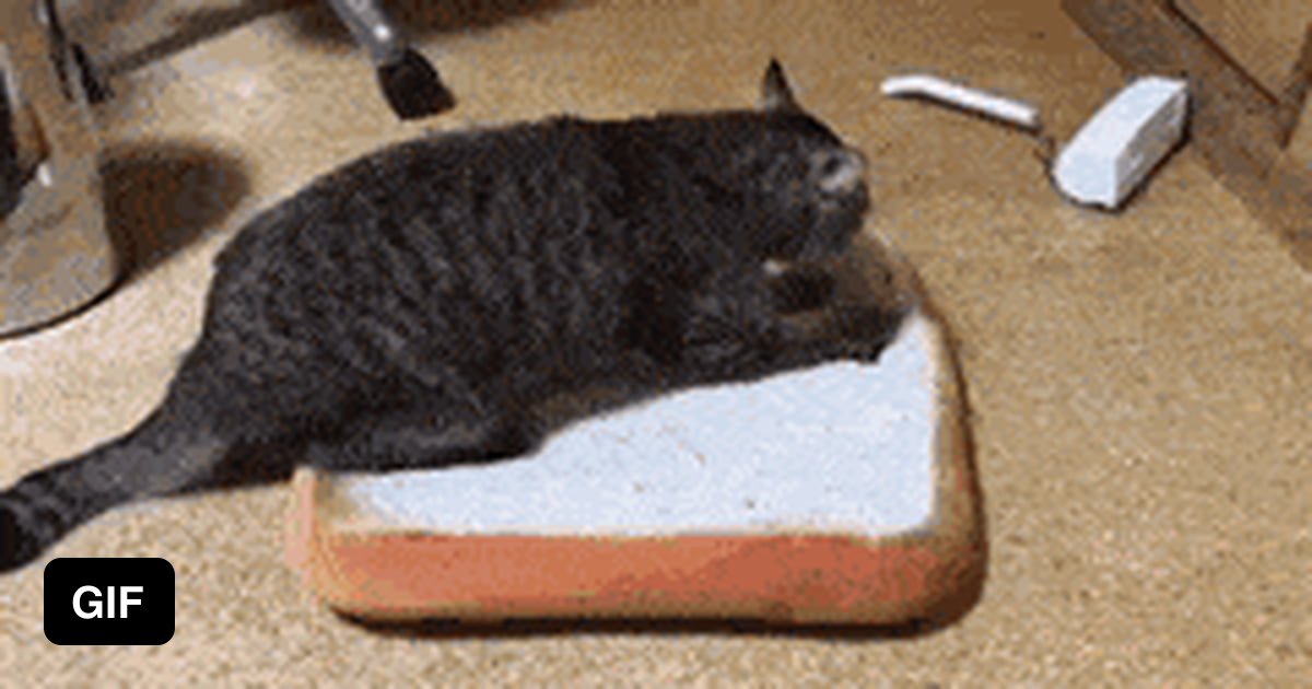 Pure Bread Cat - 9GAG
