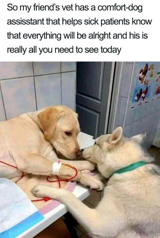 wholesome dog