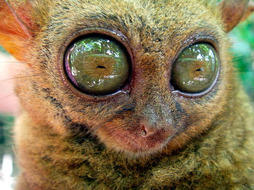 Philippine Tarsier's have the largest eye-to-body size ratio of all ...