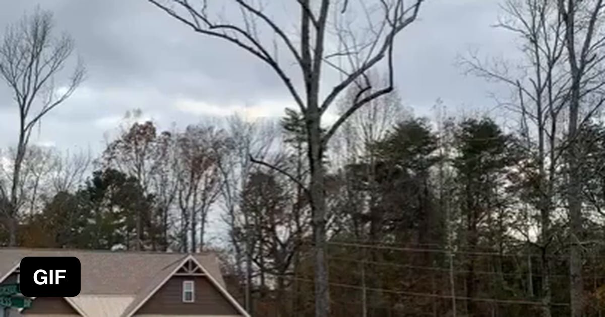 Dead tree completely falls apart when it hits asphalt. - 9GAG