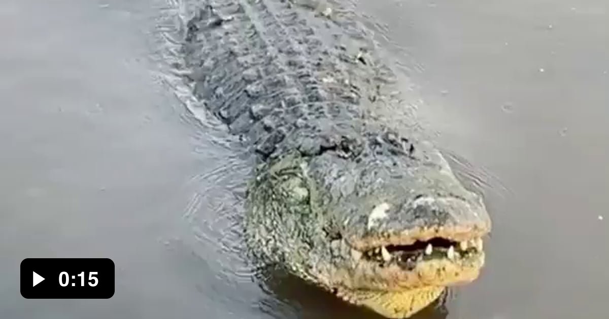 Gatorgrosscom What Others Are Saying Find Out Now - b3p3rtq