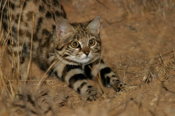 The Black-Footed Cat is the world's most efficient feline predator