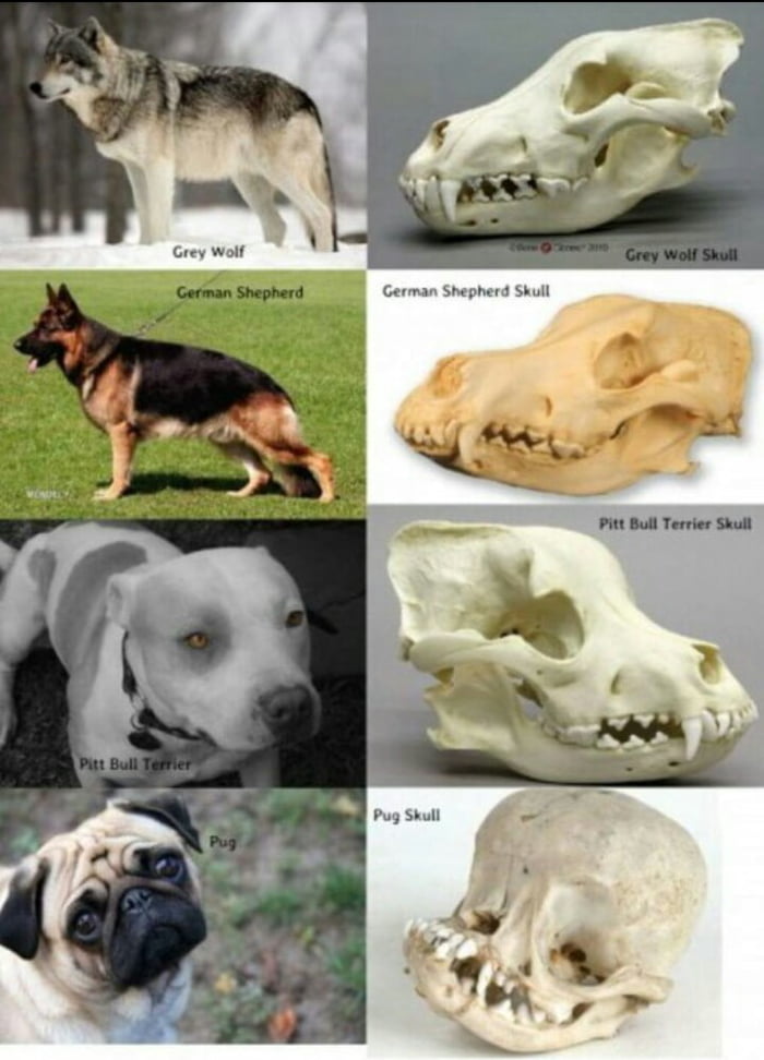 german shepherd skull