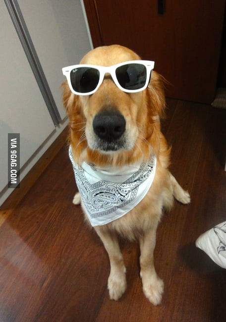 Yo, I Came Here To F**k B*tches - 9GAG