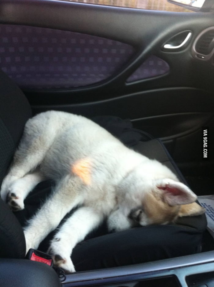 Someone had a big day at the vet - 9GAG
