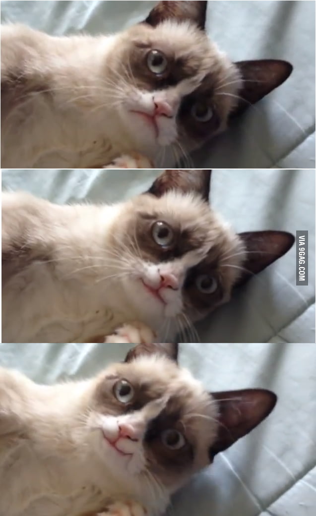 Grumpy Cat Smiles - 9GAG