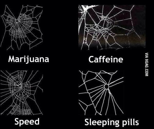 Пауки друг на друга мем. Spider on drugs. Spider drugs.