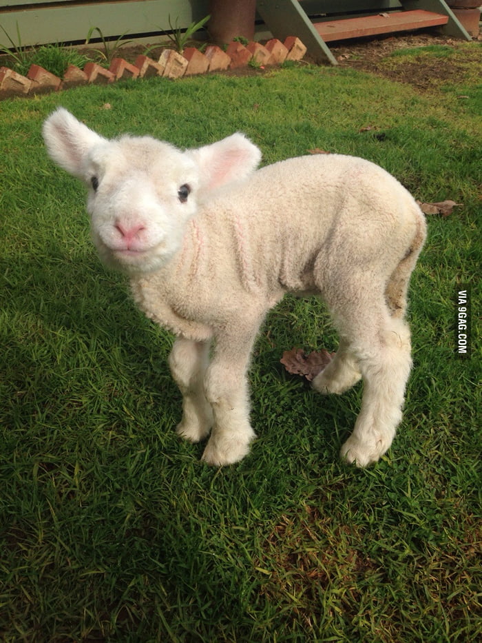 Today I am lambsitting. He's 4 days old. The mum had twins and rejected ...