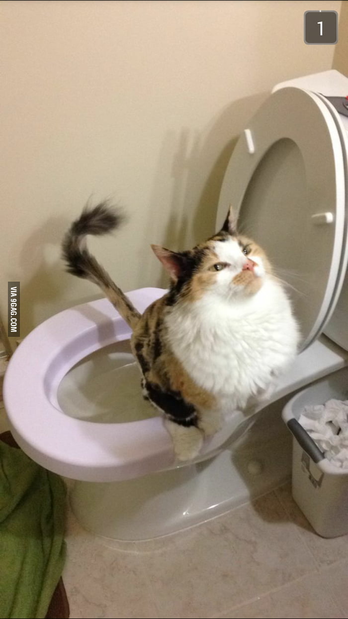 This cat is potty trained; Here is her majestic pooping face 9GAG